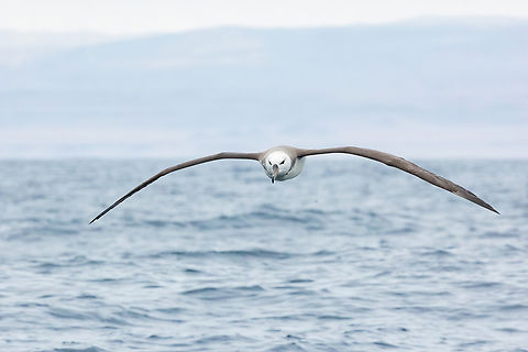 Black-browed albatross (Thalassarche melanophris) Punta Lomas pelagic trip, Arequipa, Peru. Jun 24, 2023 Black-browed albatross,Geotagged,Peru,Thalassarche melanophris,Winter