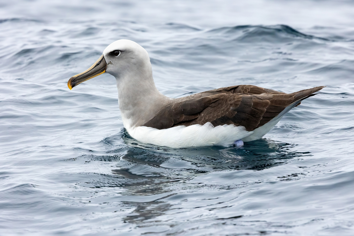 Buller's albatross (Thalassarche bulleri) Punta Lomas pelagic trip, Arequipa, Peru. Jun 24, 2023 Buller's albatross,Geotagged,Peru,Thalassarche bulleri,Winter