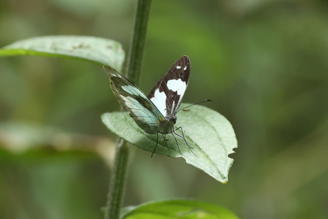 Crisia Mimic-White (Dismorphia crisia) Amazilia Bioreserva, Amazonas, Peru. Jul 30, 2023 Crisia Mimic-White,Dismorphia crisia,Geotagged,Peru,Winter