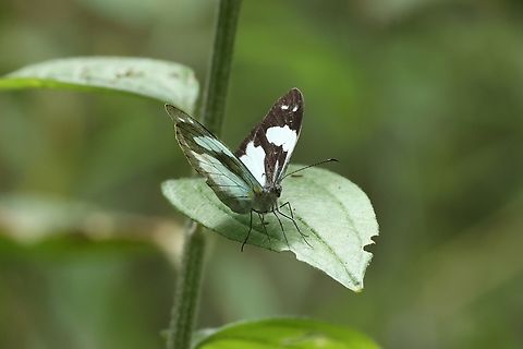 Crisia Mimic-White (Dismorphia crisia) Amazilia Bioreserva, Amazonas, Peru. Jul 30, 2023 Crisia Mimic-White,Dismorphia crisia,Geotagged,Peru,Winter
