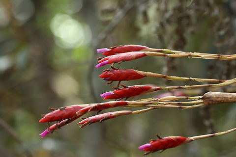 Tillandsia complanata (Bromeliaceae) Amazilia Bioreserva, Amazonas, Peru. Jul 30, 2023 Geotagged,Peru,Tillandsia complanata,Winter