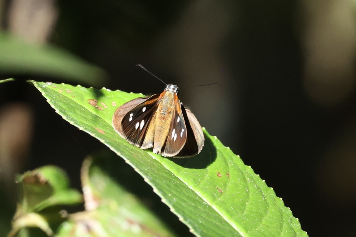Silver-plated Skipper (Corra coryna) Amazilia Bioreserva, Amazonas, Peru. Jul 30, 2023 Corra coryna,Geotagged,Peru,Silver-plated Skipper,Winter