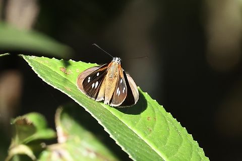 Silver-plated Skipper (Corra coryna) Amazilia Bioreserva, Amazonas, Peru. Jul 30, 2023 Corra coryna,Geotagged,Peru,Silver-plated Skipper,Winter