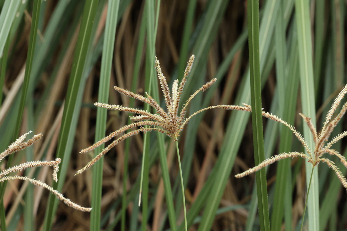 Eustachys distichophylla (Poaceae) Amazilia Bioreserva, Amazonas, Peru. Jul 29, 2023<br />
 Eustachys distichophylla,Geotagged,Peru,Winter