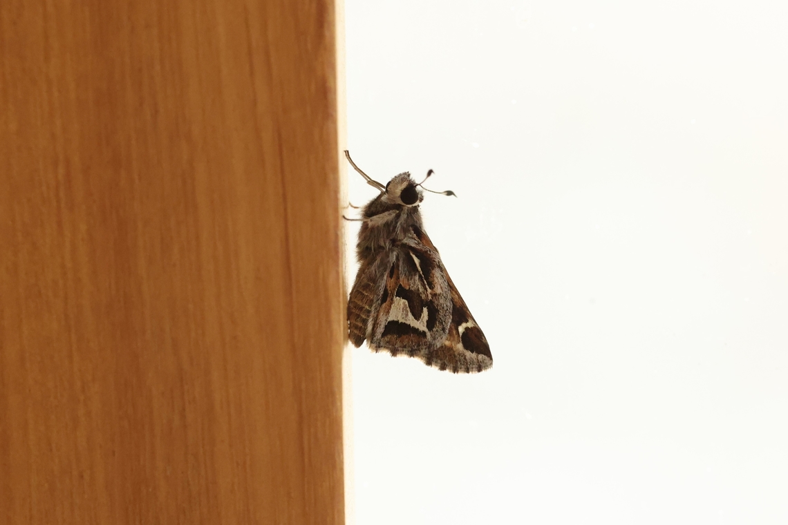Thespieus peruviae (Hesperiidae) Amazilia Bioreserva, Amazonas, Peru. Jul 28, 2023 Geotagged,Peru,Thespieus peruviae,Winter