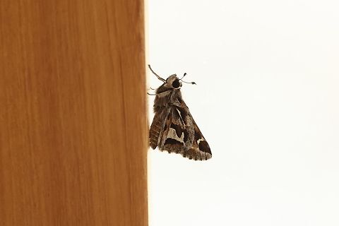 Thespieus peruviae (Hesperiidae) Amazilia Bioreserva, Amazonas, Peru. Jul 28, 2023 Geotagged,Peru,Thespieus peruviae,Winter