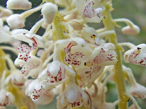 Mycaranthes magnicallosa (Orchidaceae) Mount Kinabalu, Borneo. Aug 2, 2008 Geotagged,Malaysia,Mycaranthes magnicallosa