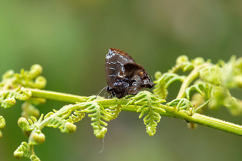 Ocaria calesia (Lycaenidae) Amazilia Bioreserva, Amazonas, Peru. Aug 6, 2023 Geotagged,Ocaria calesia,Peru,Winter