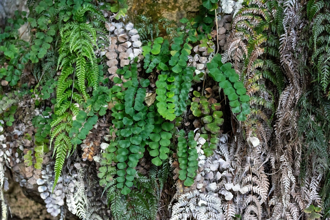 Adiantum ruizianum (Pteridaceae) Amazilia Bioreserva, Amazonas, Peru. Aug 8, 2023 Adiantum ruizianum,Geotagged,Peru,Winter