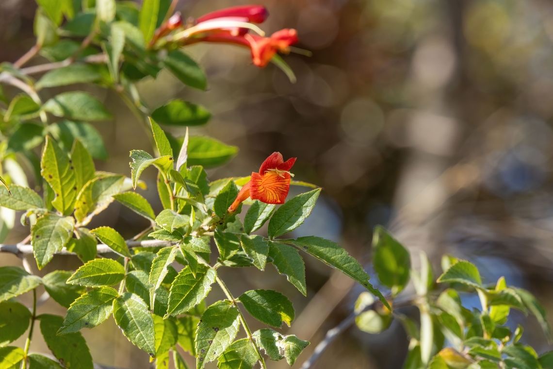 Tecoma rosifolia (Bignoniaceae) Amazilia Bioresera, Amazonas. Aug 8, 2023 Geotagged,Peru,Tecoma rosifolia,Winter
