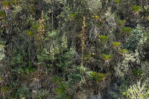 Tillandsia pyramidata (Bromeliaceae) Amazilia Bioreserva, Amazonas, Peru. Aug 6, 2023 Geotagged,Peru,Tillandsia pyramidata,Winter