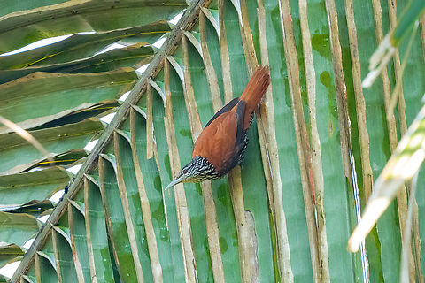 Point-tailed palmcreeper (Berlepschia rikeri) Concesion el Quinillal, Ucayali, Peru. Aug 17, 2023 Berlepschia rikeri,Geotagged,Peru,Point-tailed palmcreeper,Winter