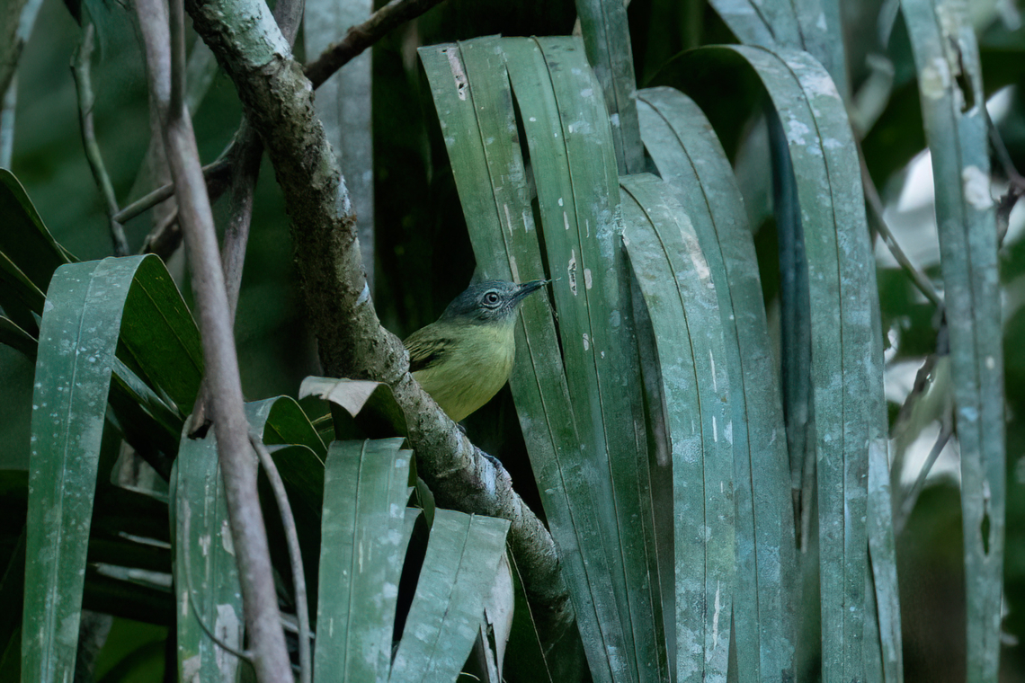 Gray-crowned Flycatcher (Tolmomyias poliocephalus) Lago Sandoval, Madre de Dios, Peru. Aug 31, 2023 Geotagged,Grey-crowned flatbill,Peru,Tolmomyias poliocephalus,Winter
