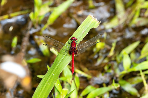 Scarlet Dragonlet (Erythrodiplax castanea) Lago Sandoval, Madre de Dios, Peru. Aug 31, 2023 Erythrodiplax castanea,Geotagged,Peru,Scarlet Dragonlet,Winter