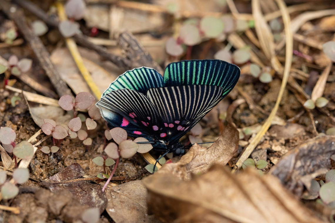 Blue-rayed Metalmark (Lyropteryx apollonia) Lago Sandoval, Madre de Dios, Peru. Aug 31, 2023 Geotagged,Lyropteryx apollonia,Peru,Winter