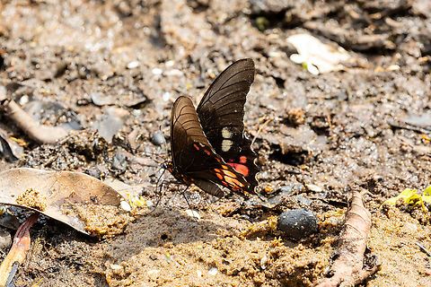 Ruby-spotted Swallowtail (Heraclides anchisiades) Lago Sandoval, Madre de Dios, Peru. Aug 31, 2023 Geotagged,Papilio anchisiades,Peru,Ruby-spotted swallowtail,Winter