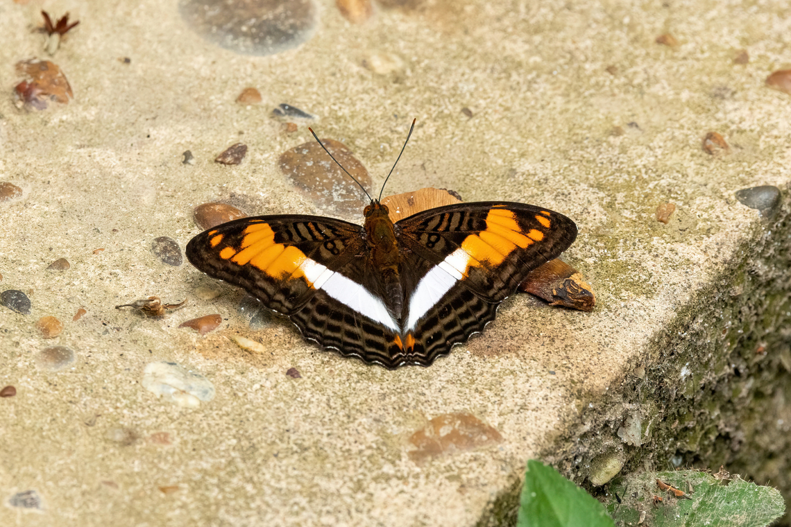 Adelpha malea (Nymphalidae) Lago Sandoval, Madre de Dios, Peru. Aug 31, 2023 Adelpha malea,Geotagged,Peru,Winter