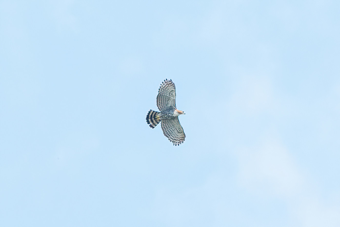 Ornate Hawk-Eagle (Spizaetus ornatus) Lago Sandoval, Madre de Dios, Peru. Aug 31, 2023 Geotagged,Ornate Hawk-Eagle,Peru,Spizaetus ornatus,Winter
