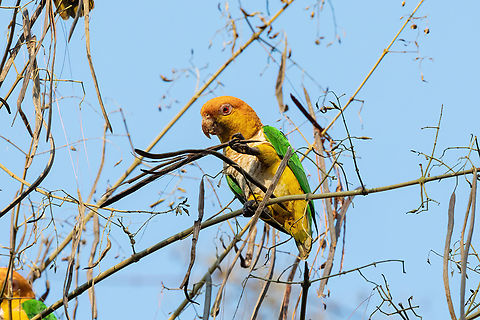 White-bellied parrot (Pionites leucogaster) Lago Sandoval, Madre de Dios, Peru. Aug 31, 2023 Geotagged,Peru,Pionites leucogaster,White-bellied parrot,Winter