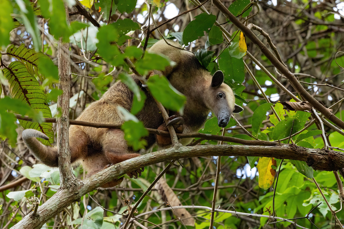 Southern tamandua (Tamandua tetradactyla) Concesion El Quinillal, Ucayali, Peru. Aug 15, 2023 Geotagged,Peru,Southern tamandua,Tamandua tetradactyla,Winter
