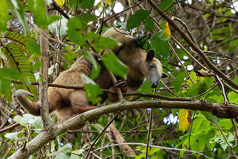 Southern tamandua (Tamandua tetradactyla) Concesion El Quinillal, Ucayali, Peru. Aug 15, 2023 Geotagged,Peru,Southern tamandua,Tamandua tetradactyla,Winter