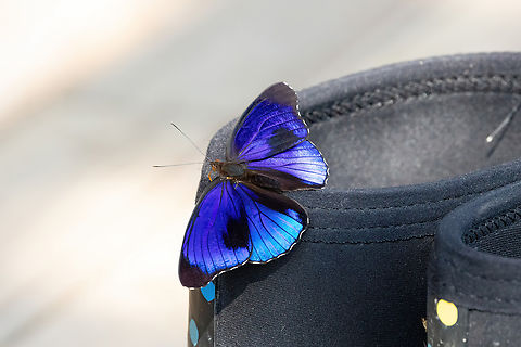 Shining Purplewing (Eunica alpais) Hacienda Herrera, Madre de Dios, Peru. Aug 30, 2023 Eunica alpais,Geotagged,Peru,Shining Purplewing,Winter