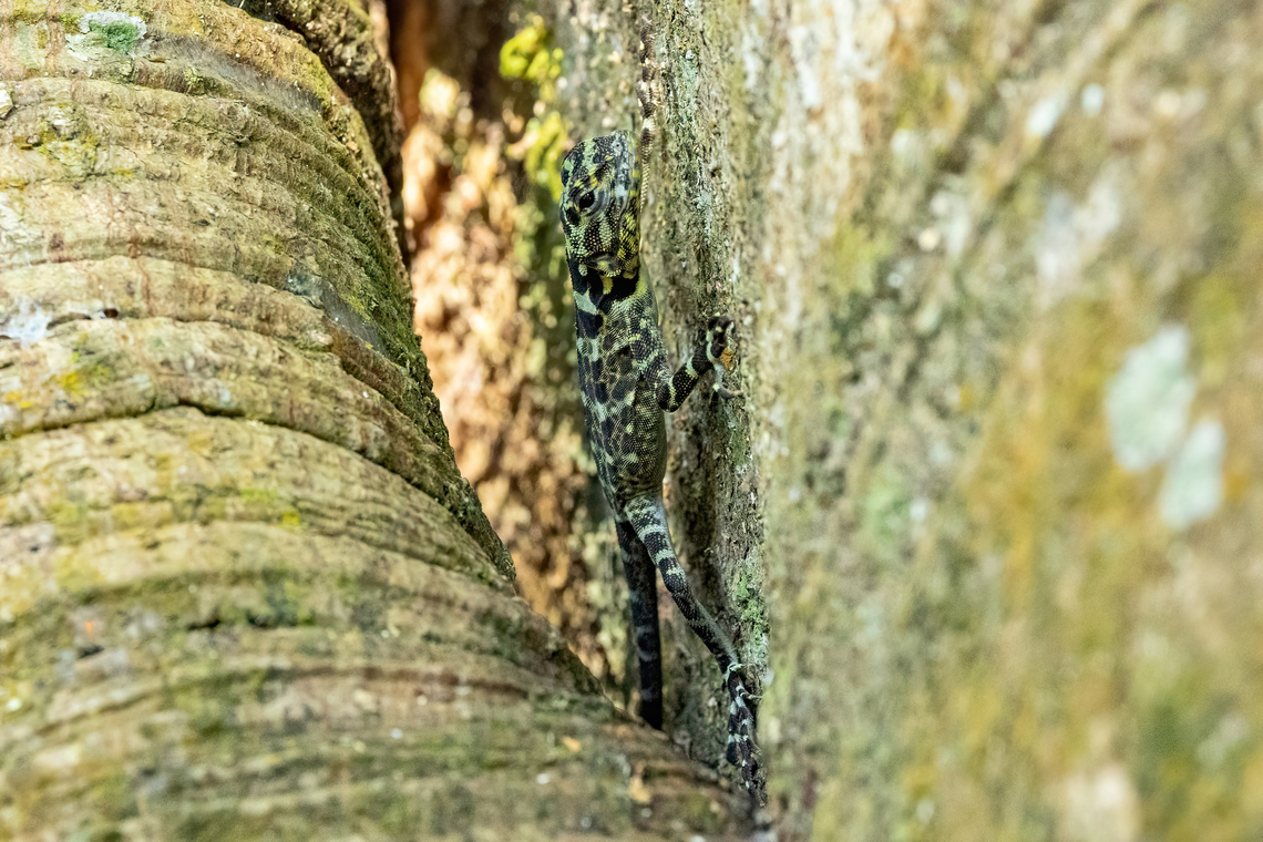 Collared Treerunner (Plica plica) Hacienda Herrera, Madre de Dios, Peru. Aug 30, 2023 Collared Treerunner,Geotagged,Peru,Plica plica,Winter
