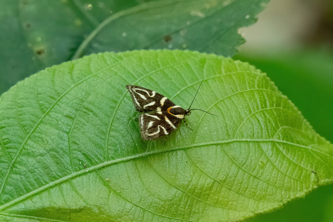 Hemerophila albertiana (Choreutidae) Hacienda Herrera, Madre de Dios, Peru. Aug 30, 2023 Geotagged,Hemerophila albertiana,Peru,Winter