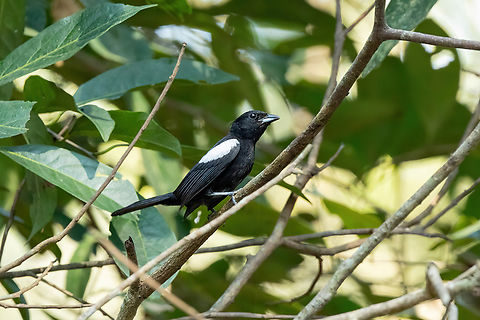 White-shouldered tanager (Loriotus luctuosus) Hacienda Herrera, Madre de Dios, Peru. Aug 30, 2023 Geotagged,Peru,Tachyphonus luctuosus,White-shouldered tanager,Winter