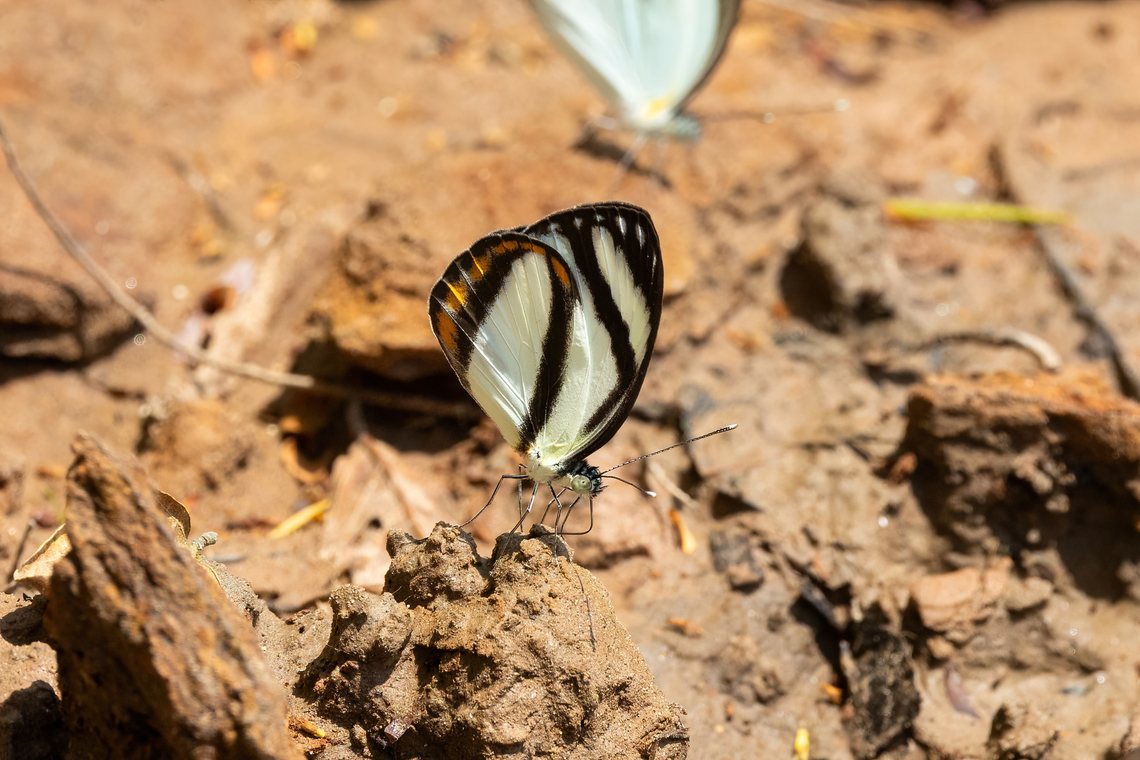 Itaballia pandosia (Pieridae) Hacienda Herrera, Madre de Dios, Peru. Aug 30, 2023 Geotagged,Itaballia pandosia,Peru,Pisonis mimic,Winter