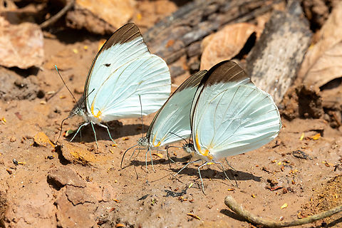 Felder's White (Ganyra phaloe) Hacienda Herrera, Madre de Dios, Peru. Aug 30, 2023 Felder's White,Ganyra phaloe,Geotagged,Peru,Winter