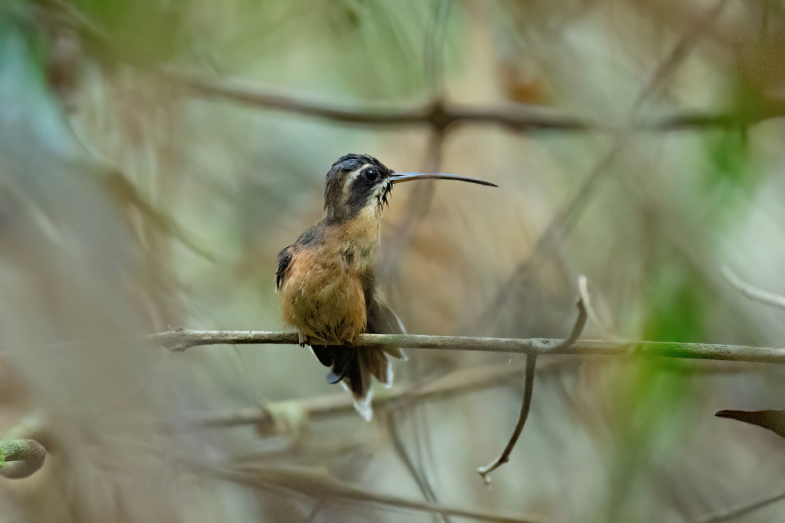 Black-throated hermit (Phaethornis atrimentalis) Campoverde, Ucayali. Aug 20, 2023 Black-throated hermit,Geotagged,Peru,Phaethornis atrimentalis,Winter