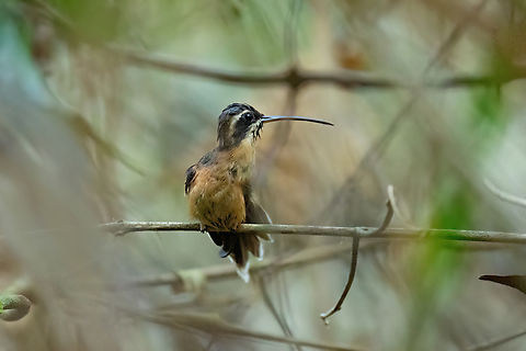 Black-throated hermit (Phaethornis atrimentalis) Campoverde, Ucayali. Aug 20, 2023 Black-throated hermit,Geotagged,Peru,Phaethornis atrimentalis,Winter
