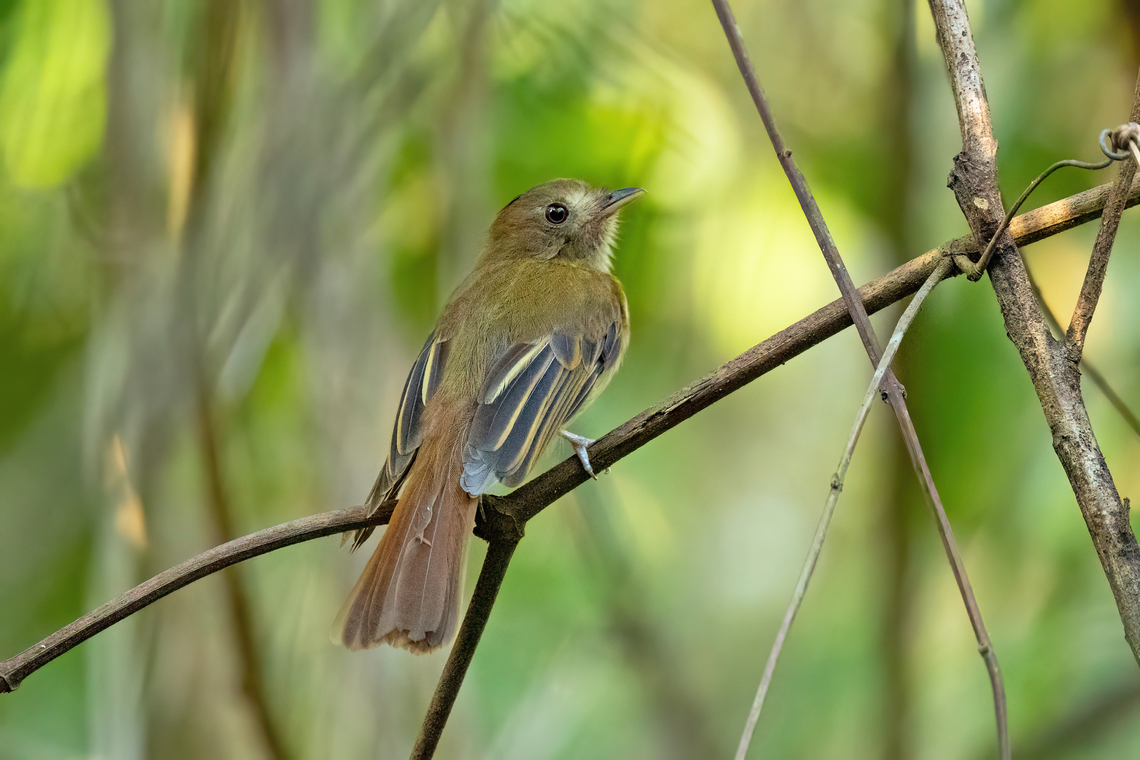 Brownish Twistwing (Cnipodectes subbrunneus) Campoverde, Ucayali. Aug 20, 2023 Brownish twistwing,Cnipodectes subbrunneus,Geotagged,Peru,Winter