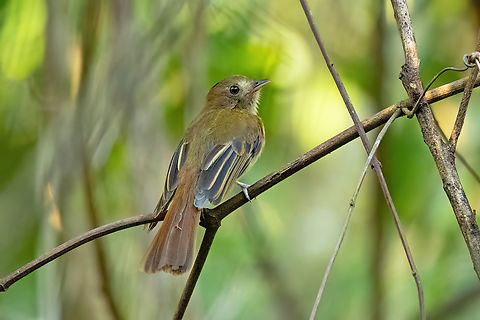 Brownish Twistwing (Cnipodectes subbrunneus) Campoverde, Ucayali. Aug 20, 2023 Brownish twistwing,Cnipodectes subbrunneus,Geotagged,Peru,Winter