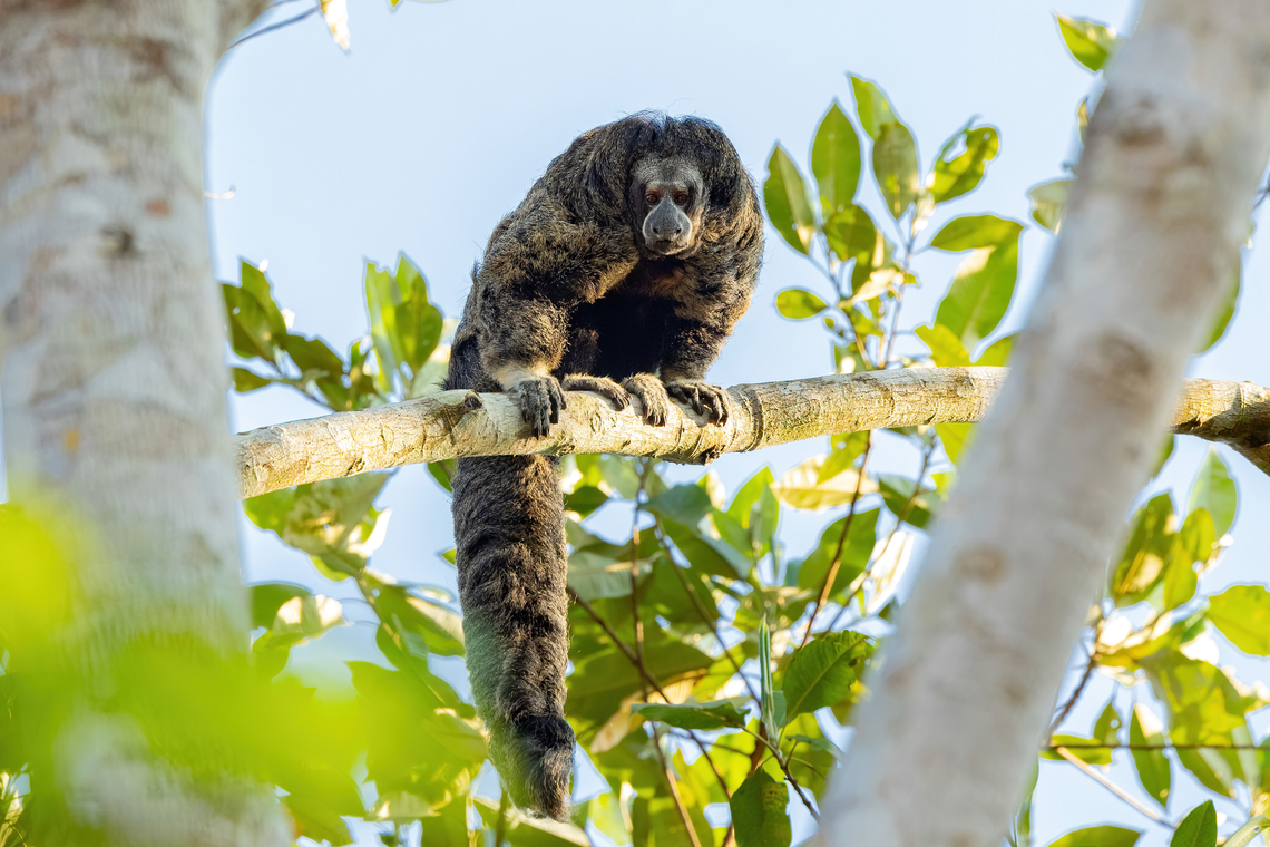 Burnished saki (Pithecia inusta) Campoverde, Ucayali. Aug 20, 2023 Burnished saki,Geotagged,Peru,Pithecia inusta,Winter