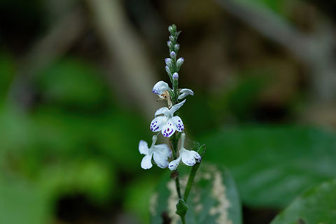 Pulchranthus adenostachyus (Acanthaceae) Campoverde, Ucayali. Aug 20, 2023 Geotagged,Peru,Pulchranthus adenostachyus,Winter