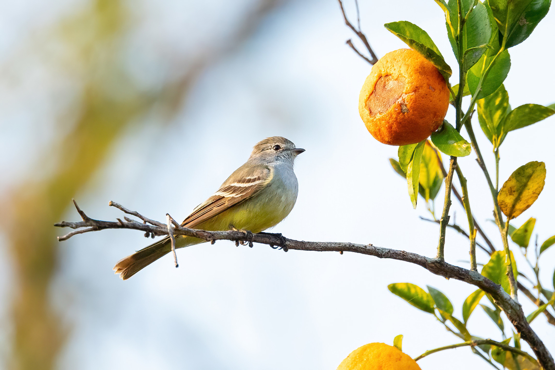 Southern Scrub-Flycatcher (Sublegatus modestus) Hacienda Herrera, Madre de Dios, Peru. Aug 28, 2023 Geotagged,Peru,Southern scrub flycatcher,Sublegatus modestus,Winter
