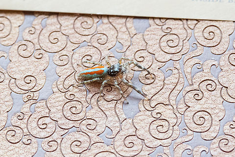 Psecas viridipurpureus (Salticidae) Hacienda Herrera, Madre de Dios, Peru. Aug 28, 2023 Geotagged,Peru,Psecas viridipurpureus,Winter