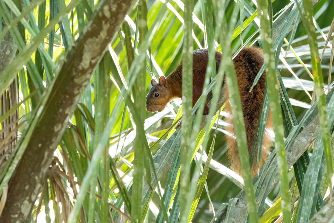 Southern Amazon Red Squirrel (Sciurus spadiceus) Hacienda Herrera, Madre de Dios, Peru. Aug 28, 2023 Geotagged,Peru,Sciurus spadiceus,Southern Amazon red squirrel,Winter