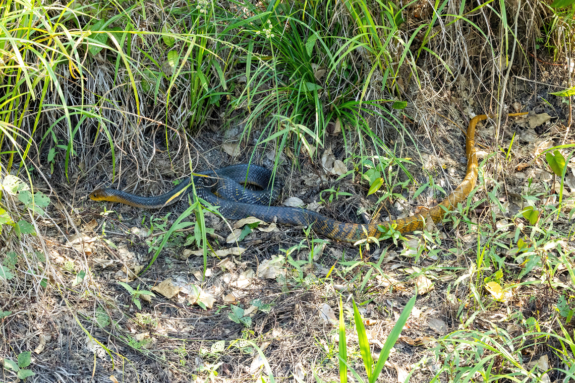 Yellow-tailed Indigo Snake (Drymarchon corais) Hacienda Herrera, Madre de Dios, Peru. Aug 28, 2023 Drymarchon corais,Geotagged,Peru,Winter,Yellow-tailed Indigo Snake