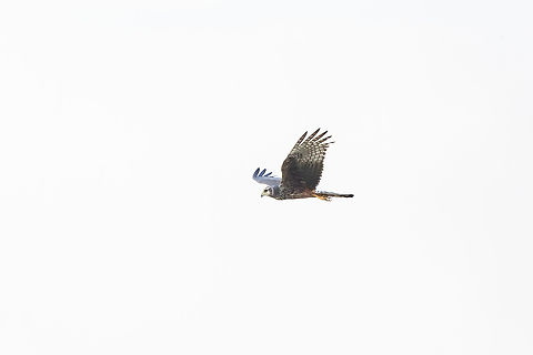 Long-winged Harrier (Circus buffoni) Arrozal Bello Horizonte, Madre de Dios, Peru. Aug 26, 2023 Circus buffoni,Geotagged,Long winged harrier,Peru,Winter