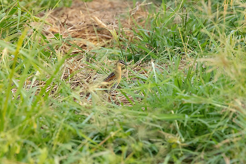 Yellow-breasted Crake (Hapalocrex flaviventer) Arrozal Bello Horizonte, Madre de Dios, Peru. Aug 26, 2023 Geotagged,Laterallus flaviventer,Peru,Winter,Yellow-breasted crake