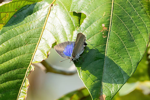 Bitias Hairstreak (Panthiades bitias) Hacienda Herrera, Madre de Dios, Peru. Aug 28, 2023 Geotagged,Panthiades bitias,Peru,Winter