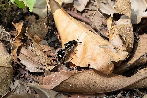 Traumatomutilla vidua