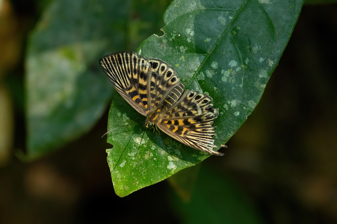 Alesa lipara (Riodinidae) Hacienda Herrera, Madre de Dios, Peru. Aug 29, 2023 Alesa lipara,Geotagged,Peru,Winter