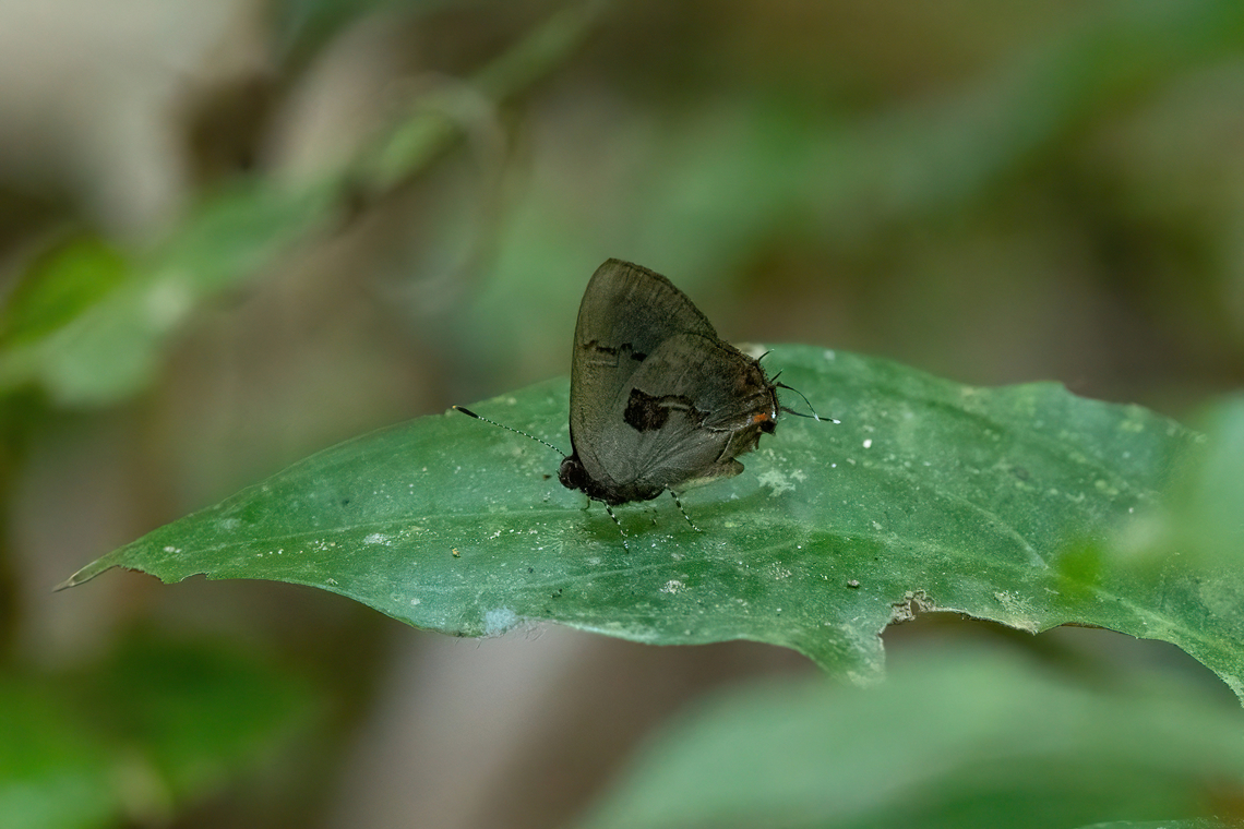 Calycopis centoripa (Lycaenidae) Hacienda Herrera, Madre de Dios, Peru. Aug 29, 2023 Calycopis centoripa,Geotagged,Peru,Winter