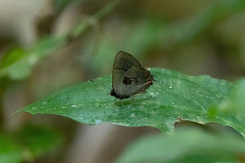 Calycopis centoripa (Lycaenidae) Hacienda Herrera, Madre de Dios, Peru. Aug 29, 2023 Calycopis centoripa,Geotagged,Peru,Winter