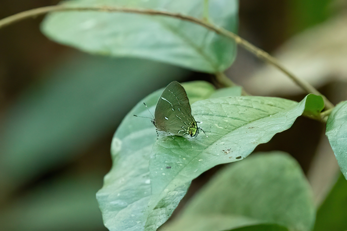 Janthecla leea (Lycaenidae) Hacienda Herrera, Madre de Dios, Peru. Aug 29, 2023 Geotagged,Janthecla leea,Peru,Winter