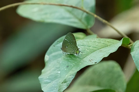 Janthecla leea (Lycaenidae) Hacienda Herrera, Madre de Dios, Peru. Aug 29, 2023 Geotagged,Janthecla leea,Peru,Winter